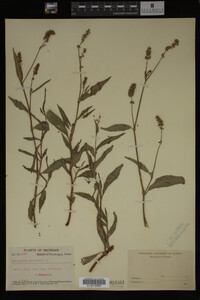 Image Associated With the Occurrence