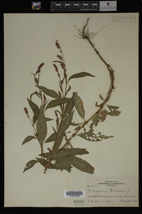 Image Associated With the Occurrence