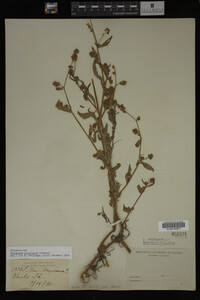 Image Associated With the Occurrence