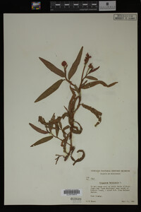 Image Associated With the Occurrence