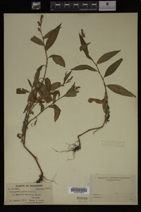 Image Associated With the Occurrence