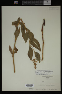Image Associated With the Occurrence