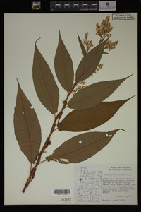 Image Associated With the Occurrence
