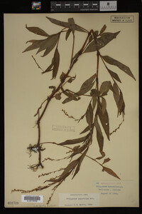 Image Associated With the Occurrence