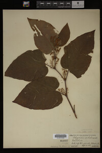Image Associated With the Occurrence