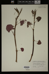Image Associated With the Occurrence