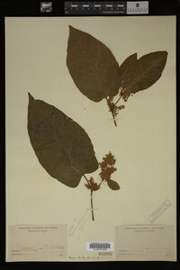 Image Associated With the Occurrence