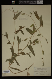 Image Associated With the Occurrence