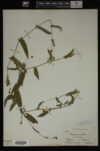 Image Associated With the Occurrence