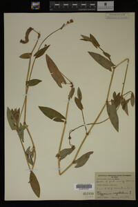 Image Associated With the Occurrence