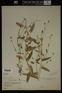 Image Associated With the Occurrence