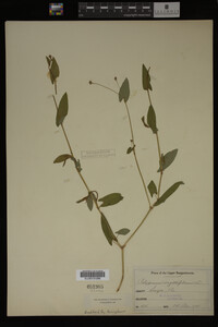 Image Associated With the Occurrence