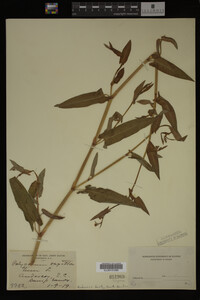 Image Associated With the Occurrence