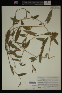 Image Associated With the Occurrence