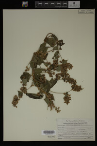Image Associated With the Occurrence
