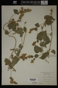 Image Associated With the Occurrence