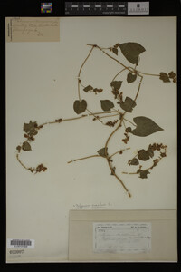 Image Associated With the Occurrence