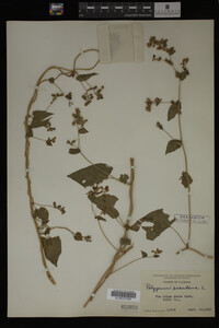 Image Associated With the Occurrence