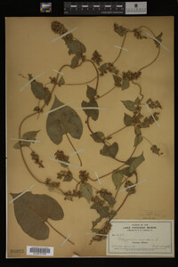 Image Associated With the Occurrence