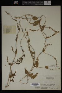 Image Associated With the Occurrence