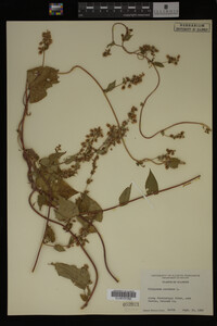 Image Associated With the Occurrence