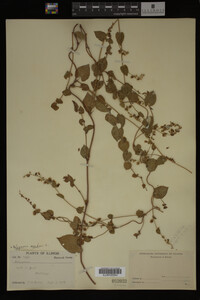 Image Associated With the Occurrence