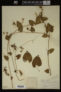 Image Associated With the Occurrence