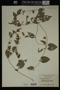 Image Associated With the Occurrence
