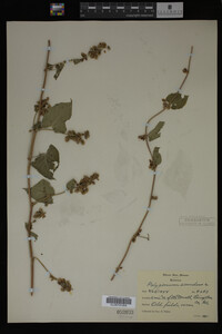 Image Associated With the Occurrence