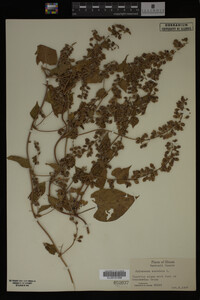 Image Associated With the Occurrence
