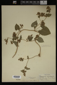 Image Associated With the Occurrence