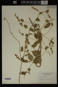 Image Associated With the Occurrence