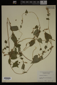 Image Associated With the Occurrence