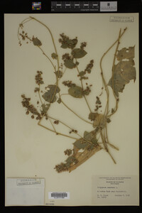 Image Associated With the Occurrence