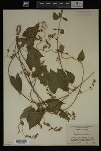 Image Associated With the Occurrence