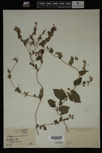 Image Associated With the Occurrence