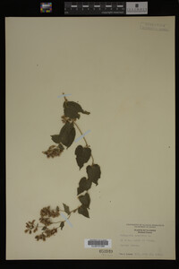 Image Associated With the Occurrence