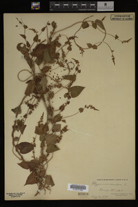Image Associated With the Occurrence