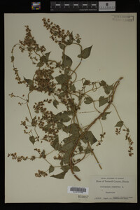 Image Associated With the Occurrence