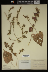 Image Associated With the Occurrence
