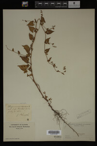 Image Associated With the Occurrence
