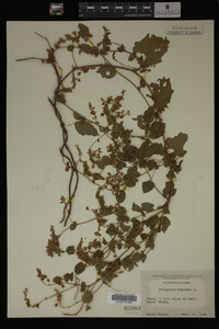 Image Associated With the Occurrence