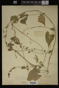 Image Associated With the Occurrence