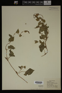 Image Associated With the Occurrence
