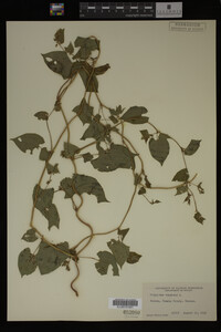 Image Associated With the Occurrence