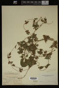 Image Associated With the Occurrence