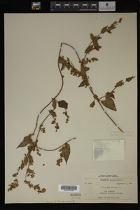 Image Associated With the Occurrence