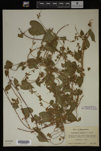 Image Associated With the Occurrence