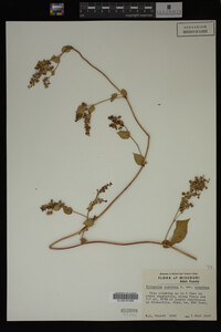 Image Associated With the Occurrence