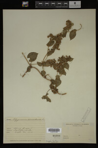 Image Associated With the Occurrence